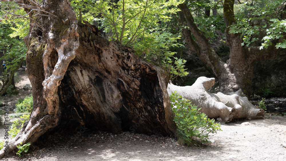 A huge hollow tree in the woods, near a fallen tree