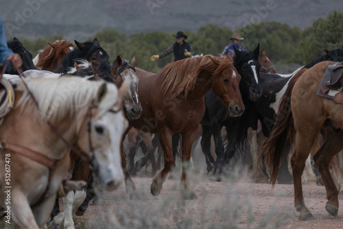 Fototapeta Naklejka Na Ścianę i Meble -  Beautiful herd of Western ranch horses running on dusty road being driven to summer pastures