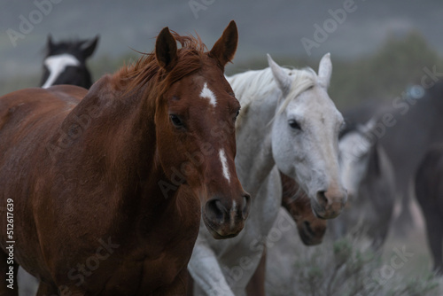 Beautiful herd of Western ranch horses running on dusty road being driven to summer pastures © christy