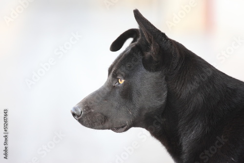 黒い犬の横顔