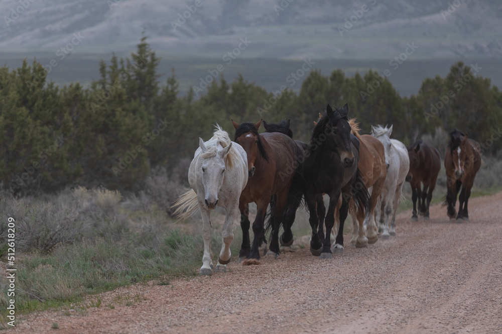 Beautiful herd of Western ranch horses running on dusty road being driven to summer pastures Beautiful herd of Western ranch horses running on dusty road being driven to summer pastures
