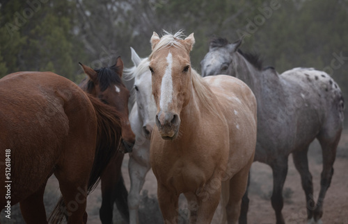 Beautiful herd of Western ranch horses running on dusty road being driven to summer pastures © christy