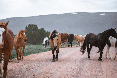 Beautiful herd of Western ranch horses running on dusty road being driven to summer pastures