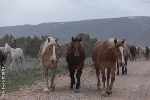Beautiful herd of Western ranch horses running on dusty road being driven to summer pastures
