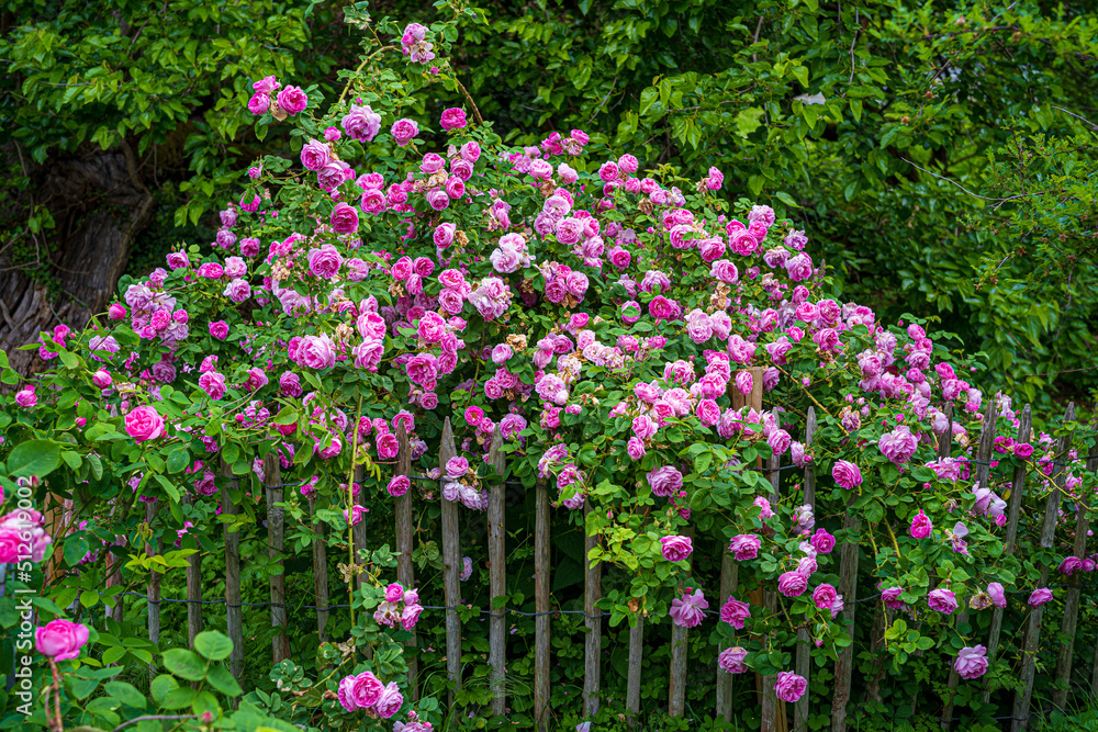 Obraz premium überbordender, blühender Rosenstrauch am Holzzaun eines Bauerngartens mit der Rose: Queen of Bourbons, Züchter: Mauget, 1835