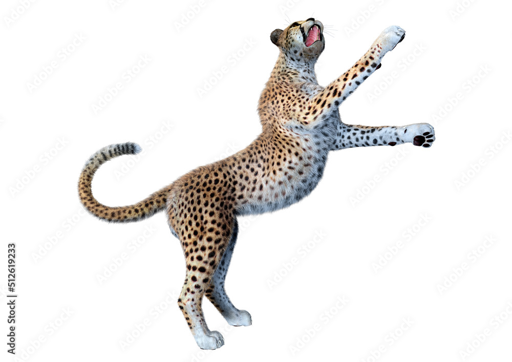 Obraz premium 3D Rendering Big Cat Cheetah on White