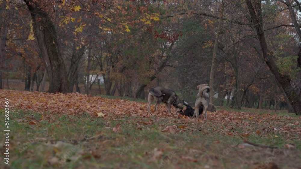 Dogs play with each other Dogs play with each other