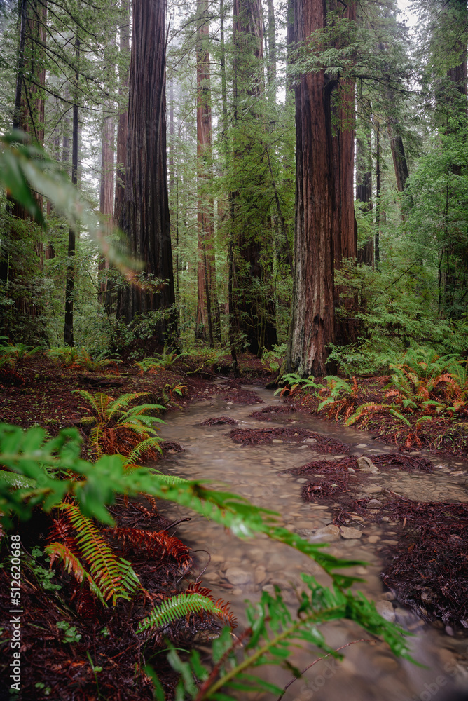 Fototapeta premium Flooded Redwoods
