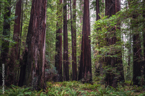 Founders Grove Redwoods