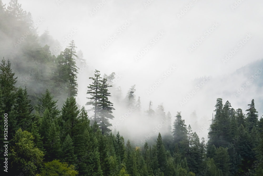 Fog in the Redwoods