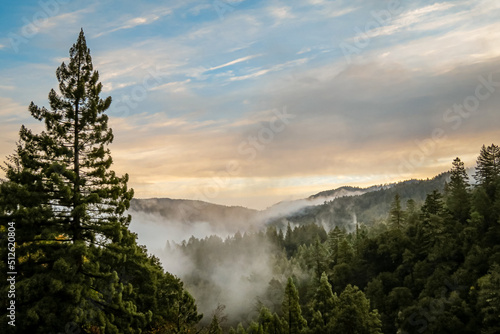 Redwood Sunrise photo