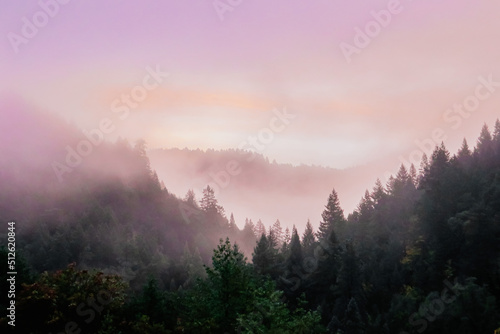 Foggy Humboldt Sunrise © Trevor McBroom