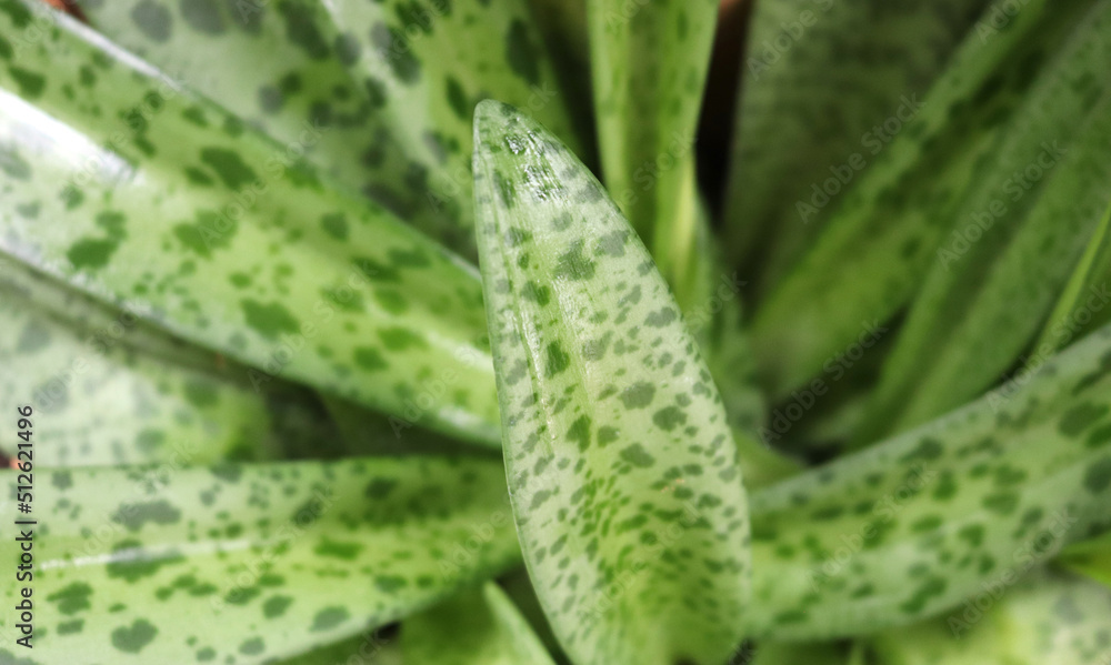 Closeup shot of bright tropical green leaves spotted for wallpaper backdrop, or background. Closeup shot of bright tropical green leaves spotted for wallpaper backdrop, or background.