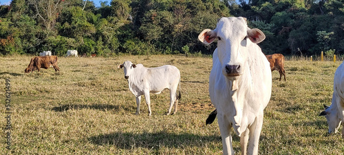 criação de gado em fazenda no interior do Brasil  photo