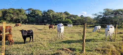 cria    o de gado em fazenda no interior do Brasil 