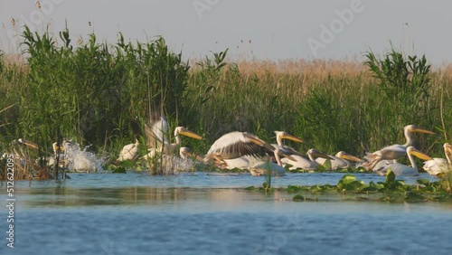 pelicans on a lake in the Danube Delta nature reserve.