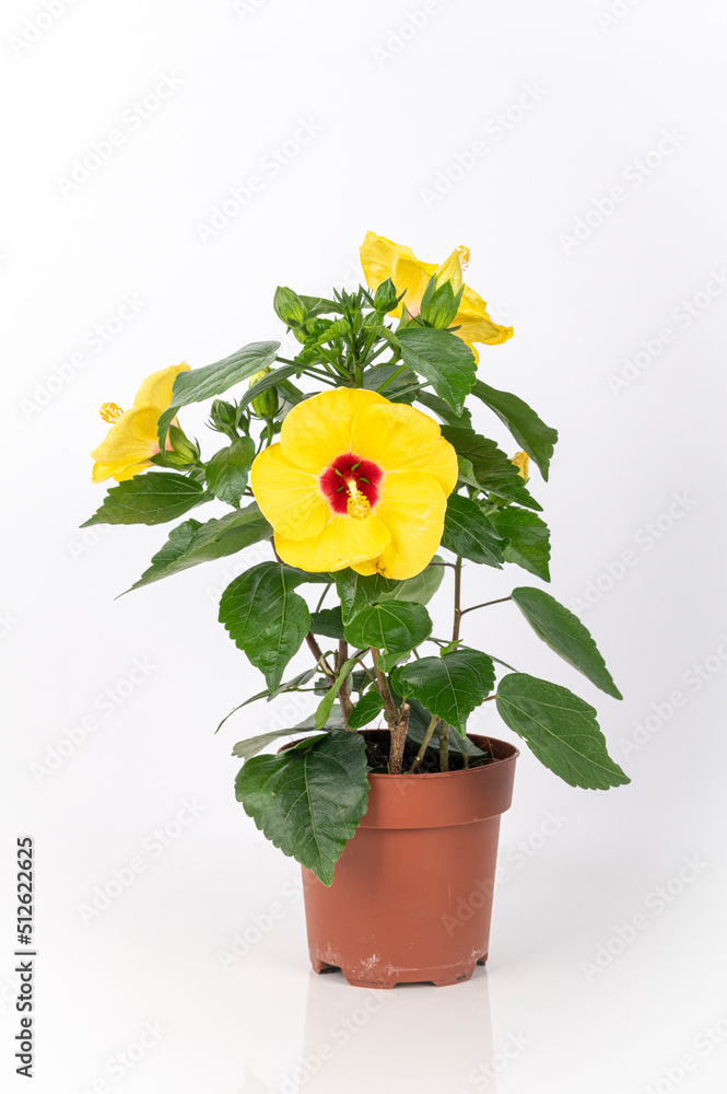 Beautiful yellow chinese rose, hibiscus flower in a brown flowerpot isolated on white background.