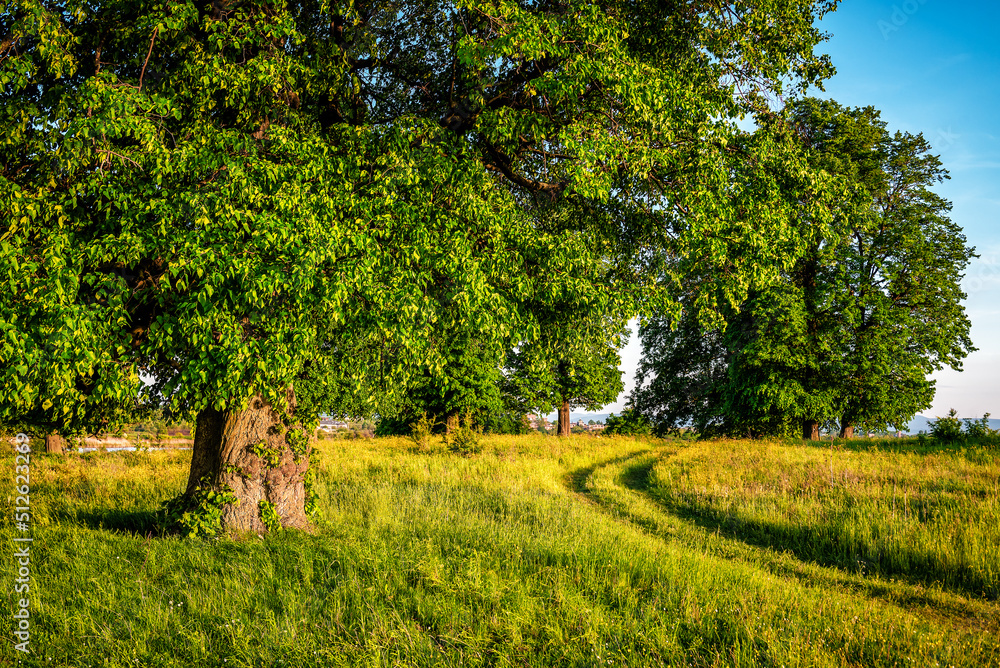 Naklejka premium Green and lush summer trees on the field