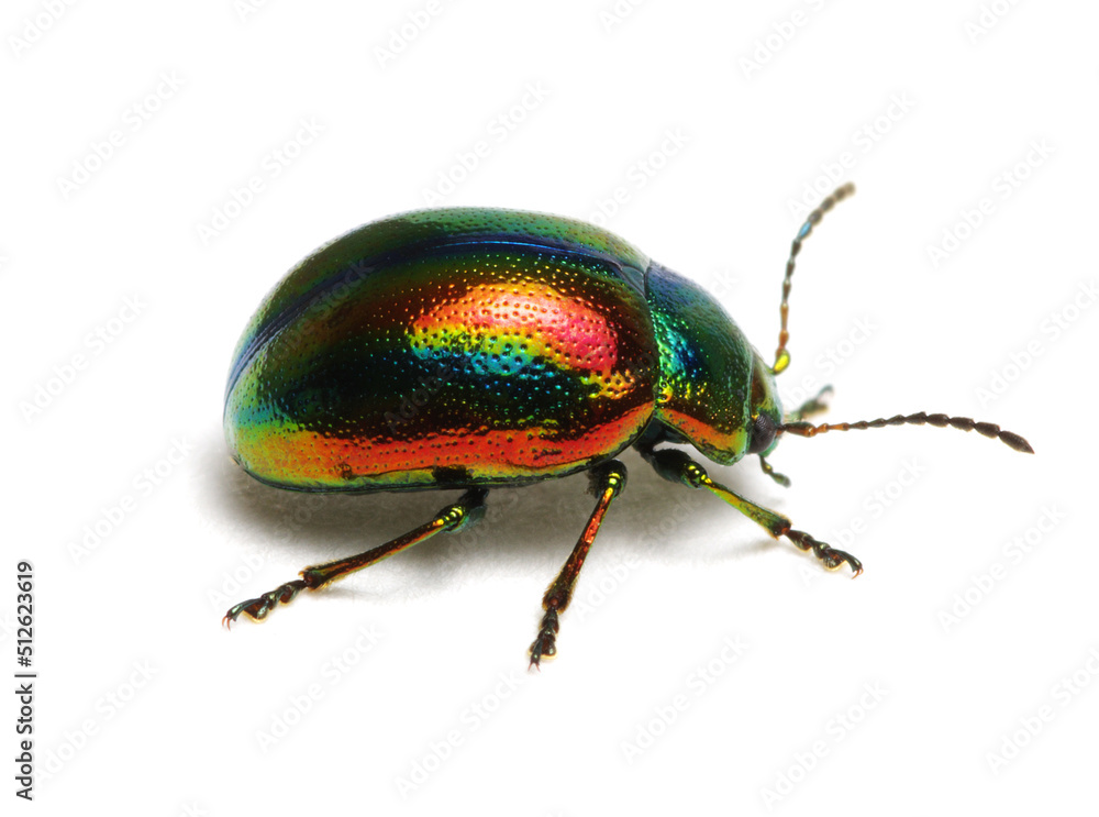 Fototapeta premium Green beetle on white