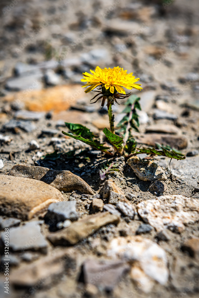 single dandelion flower on barren soil. Yellow flower grows on the sand among the rocks single dandelion flower on barren soil. Yellow flower grows on the sand among the rocks