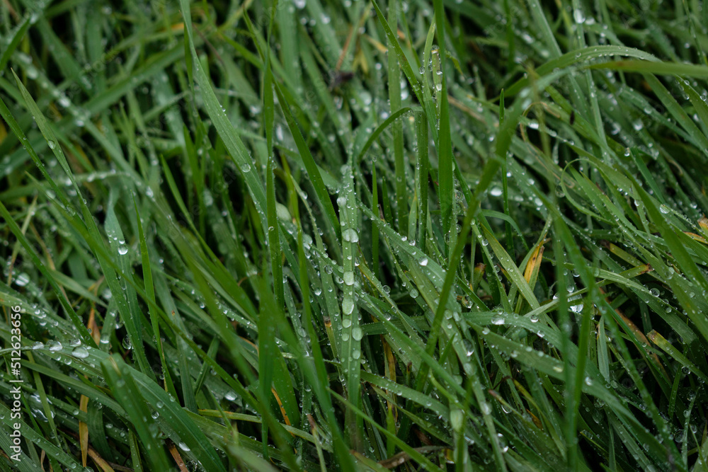 Lluvia en la hierba Lluvia en la hierba