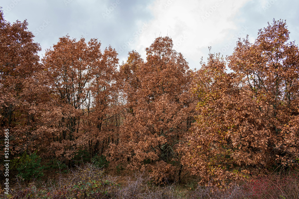 Fototapeta premium Otoño