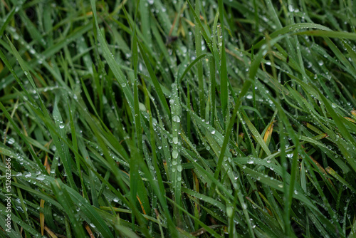 Lluvia en la hierba