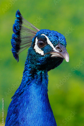 Head of a Blue Peacock in green background