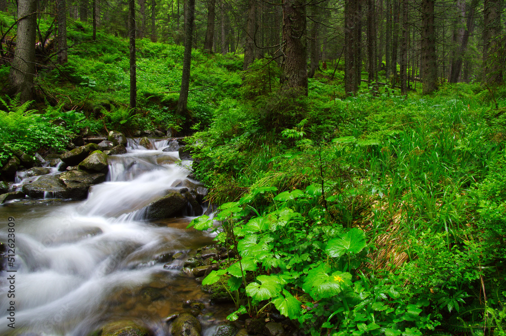 River in the woods River in the woods