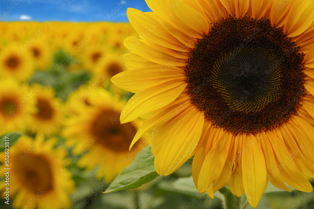 Obraz premium sunflowers field on sky