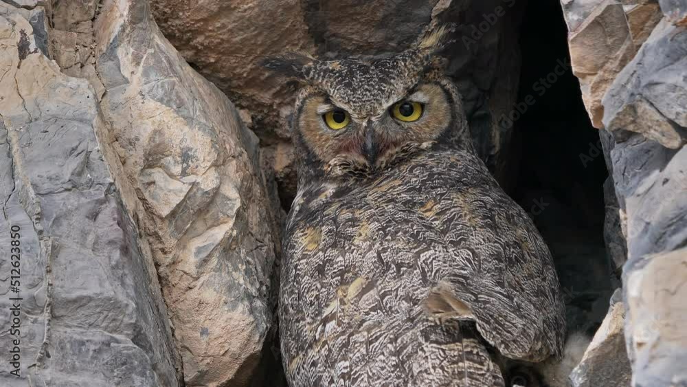 Great Horned Owl protecting her babies in rock wall nest as owlet peaks out from under her wing. Great Horned Owl protecting her babies in rock wall nest as owlet peaks out from under her wing.