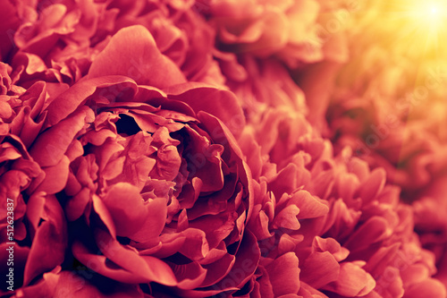 Flower and beautiful petals.