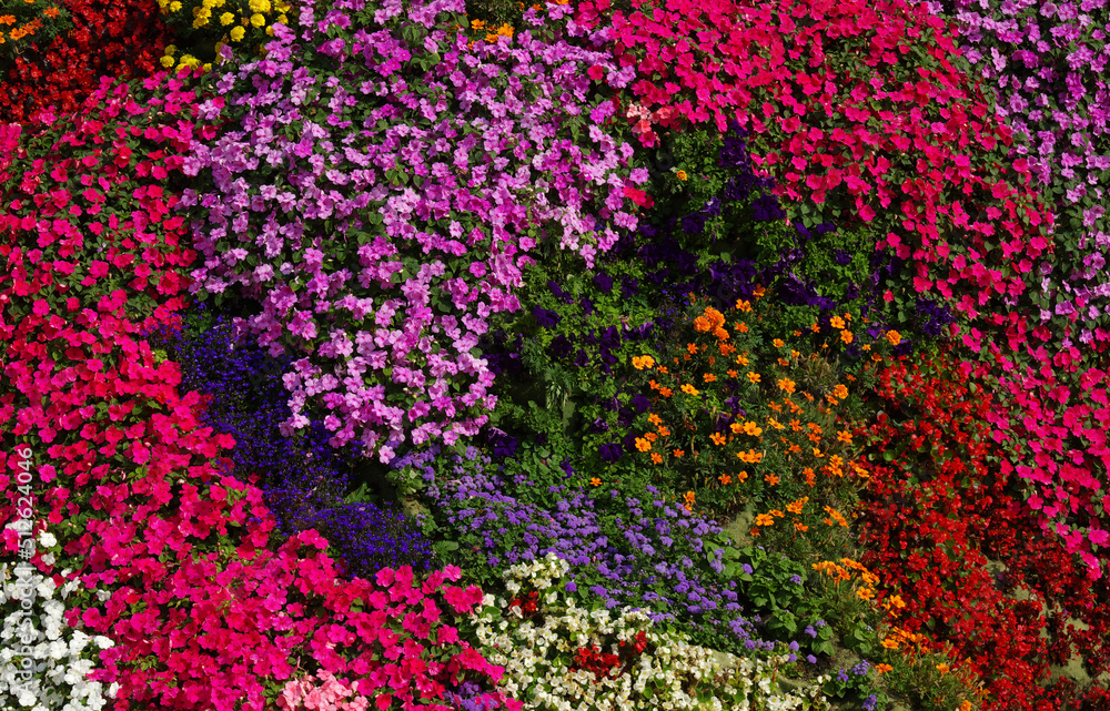  flowers background on full screen