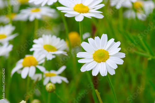 White daisy on  field