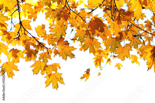 Beautiful autumn landscape with yellow leaves.