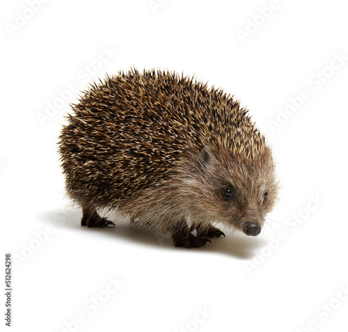 Hedgehog isolated on white