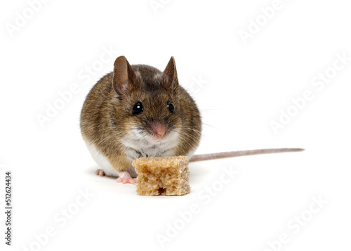 Mouse with a bread isolated on a white