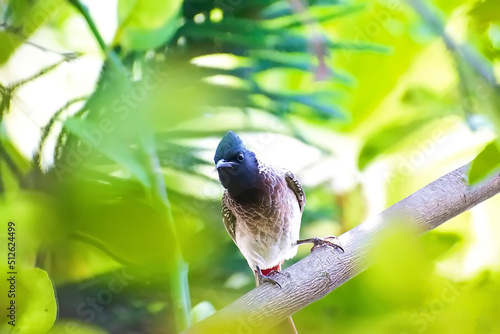 bird staring