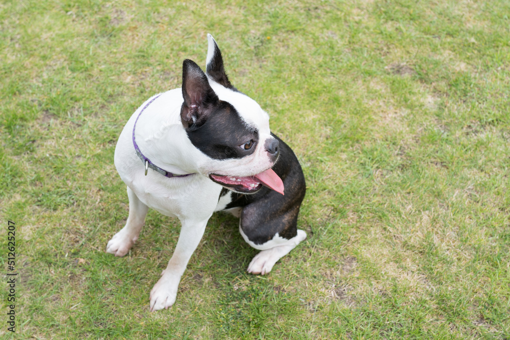 Young Boston Terrier dog sitting on grass with her head turned. Her tongue is out and she looks happy. Young Boston Terrier dog sitting on grass with her head turned. Her tongue is out and she looks happy.