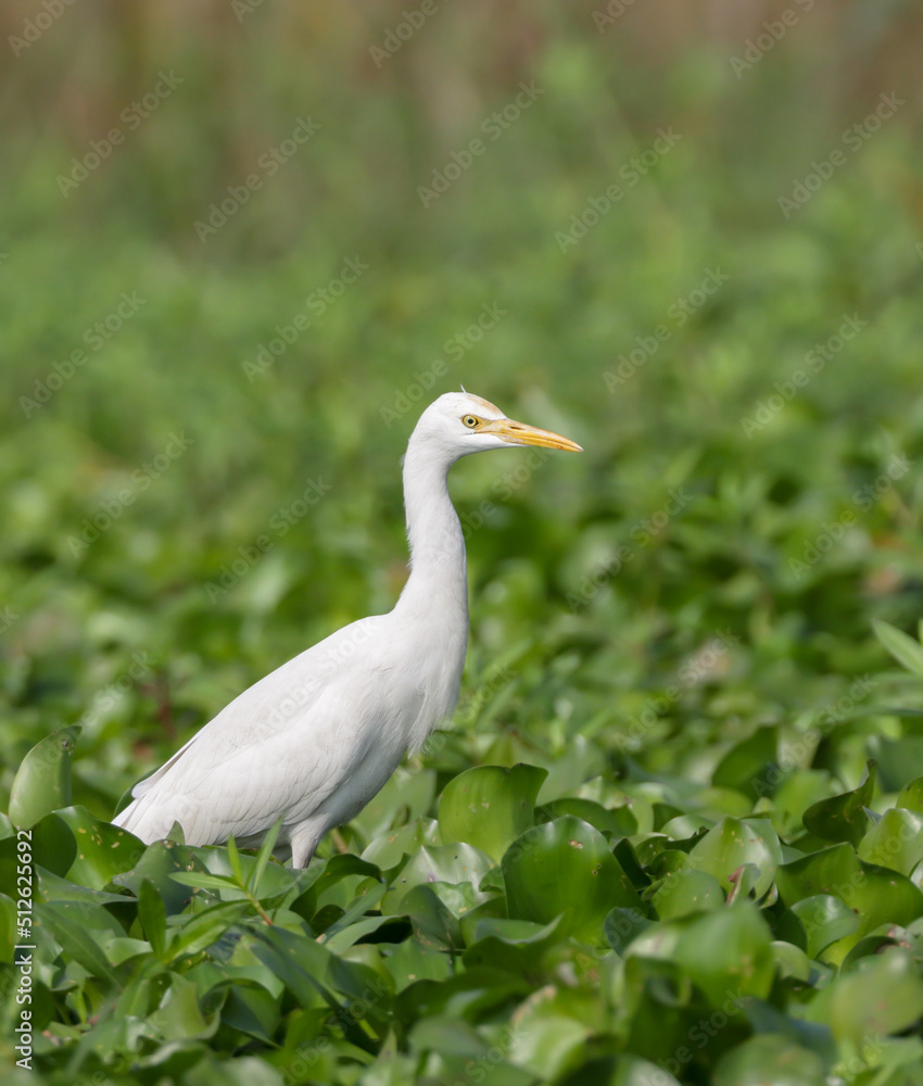 Close up photo of cattle egret.cattle egret is a cosmopolitan species of heron found in the tropics, subtropics, and warm-temperate zones. Close up photo of cattle egret.cattle egret is a cosmopolitan species of heron found in the tropics, subtropics, and warm-temperate zones.
