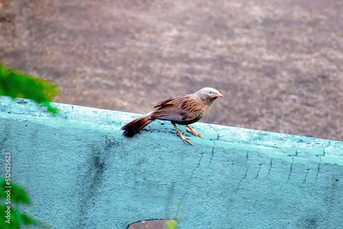 sparrow on a fence
