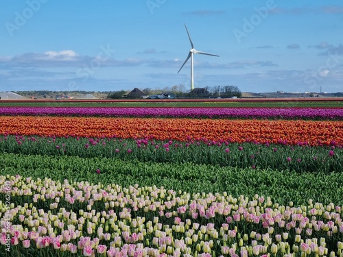 A riot of colors: Tulip fields in spring in North Holland, Holland, Netherlands, with a wind turbine in the background