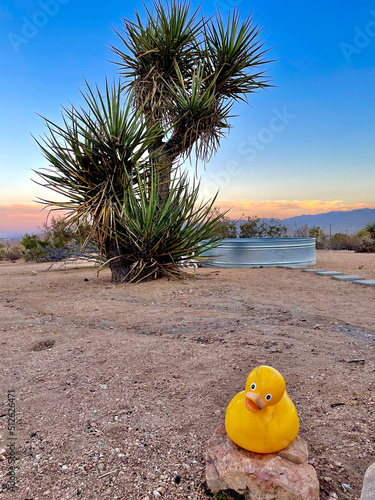 Desert Pool in Yucca Valley