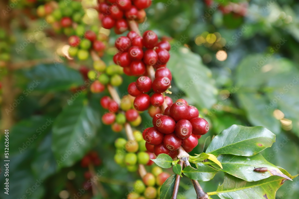 organic arabica coffee beans agriculturist in farm.harvesting Robusta and arabica coffee berries by agriculturist hands,Worker Harvest arabica coffee berries on its branch, harvest concept. organic arabica coffee beans agriculturist in farm.harvesting Robusta and arabica coffee berries by agriculturist hands,Worker Harvest arabica coffee berries on its branch, harvest concept.