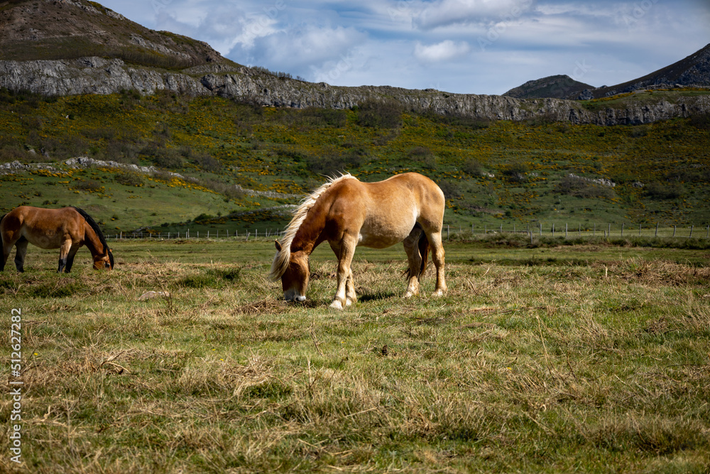 Horse in the mountains