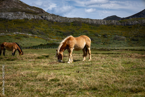Horse in the mountains © Horacio Selva
