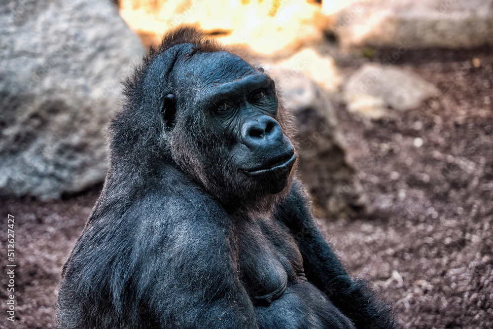 Obraz premium A portrait of a big black gorilla. Monkeypox epidemic.