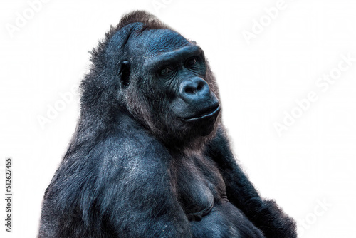 A portrait of a big black gorilla on white background. Monkeypox epidemic.