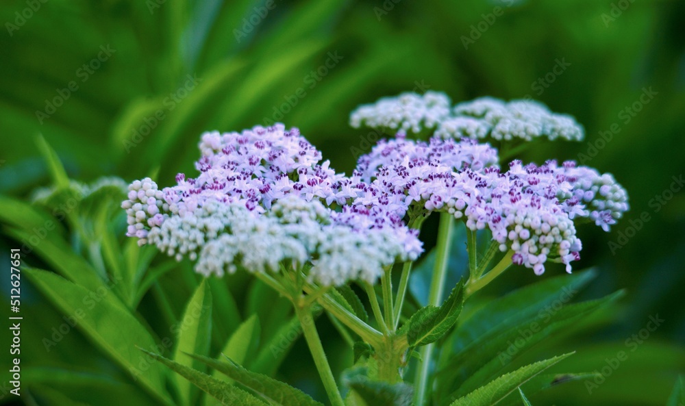 Obraz premium blossoming elderberry flowers for alternative medicine