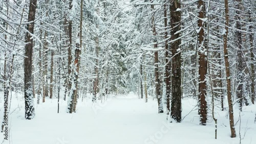 The camera moves among the trees in a snowy forest